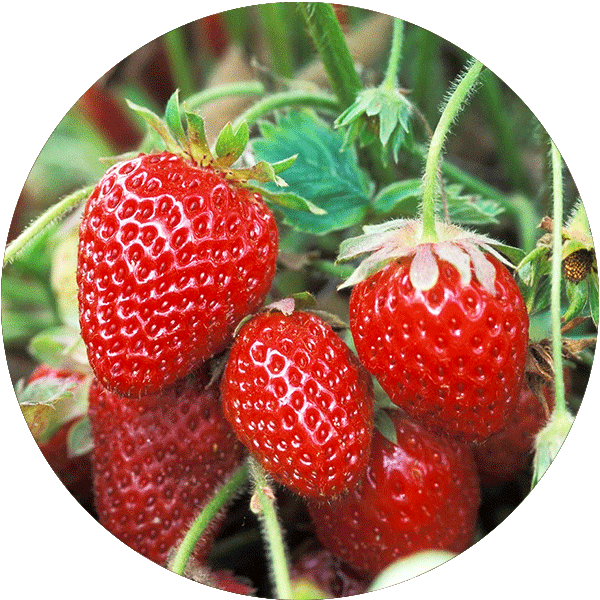 A bundle of three strawberries hanging from a strawberry plant.